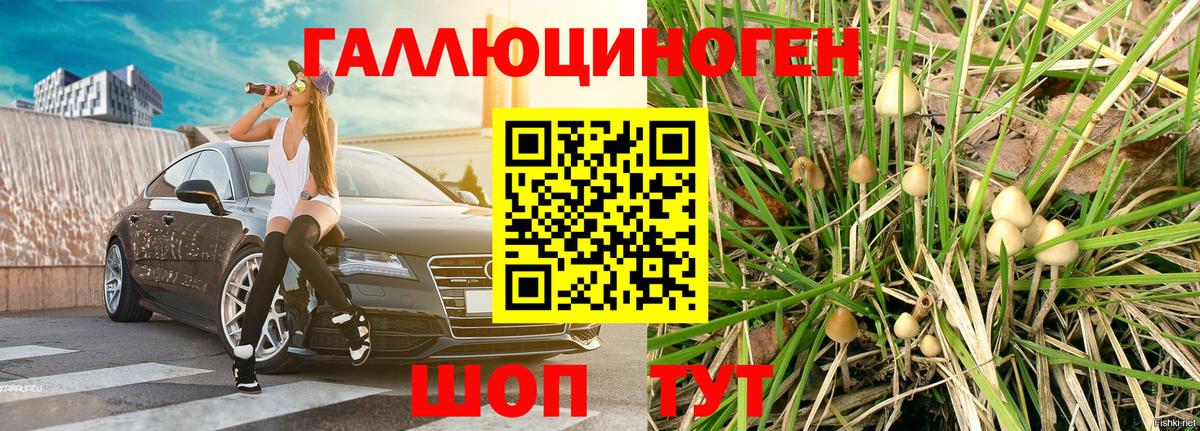купить закладку  Псилоцибиновые грибы GOLDEN TEACHER  Вход с VPN  Псилоцибиновые грибы прущие грибы  Советск 